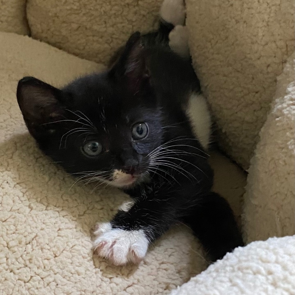 Meet your Posher, Denise